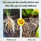 🔥Hot Sales - 49% OFF🎉Strong Rooting Powder Microbial Fertilizer