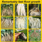🔥Hot Sales - 49% OFF🎉Strong Rooting Powder Microbial Fertilizer