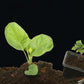 🔥Hot Sales - 49% OFF🎉Strong Rooting Powder Microbial Fertilizer
